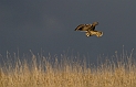 Short-eared owl - V